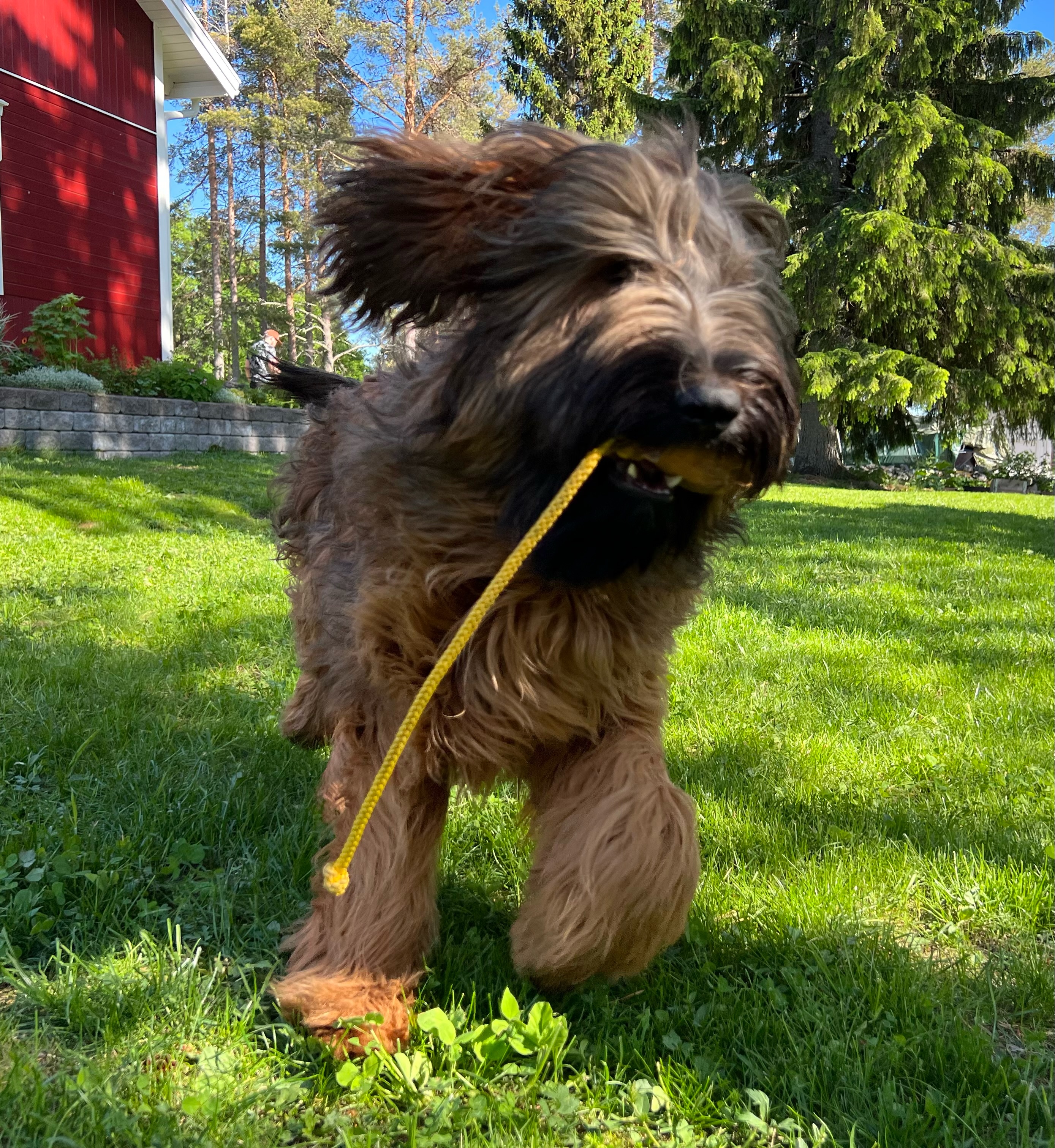 Briard Vixx leker med snöre på gräs, fotograf Lenita Lingman