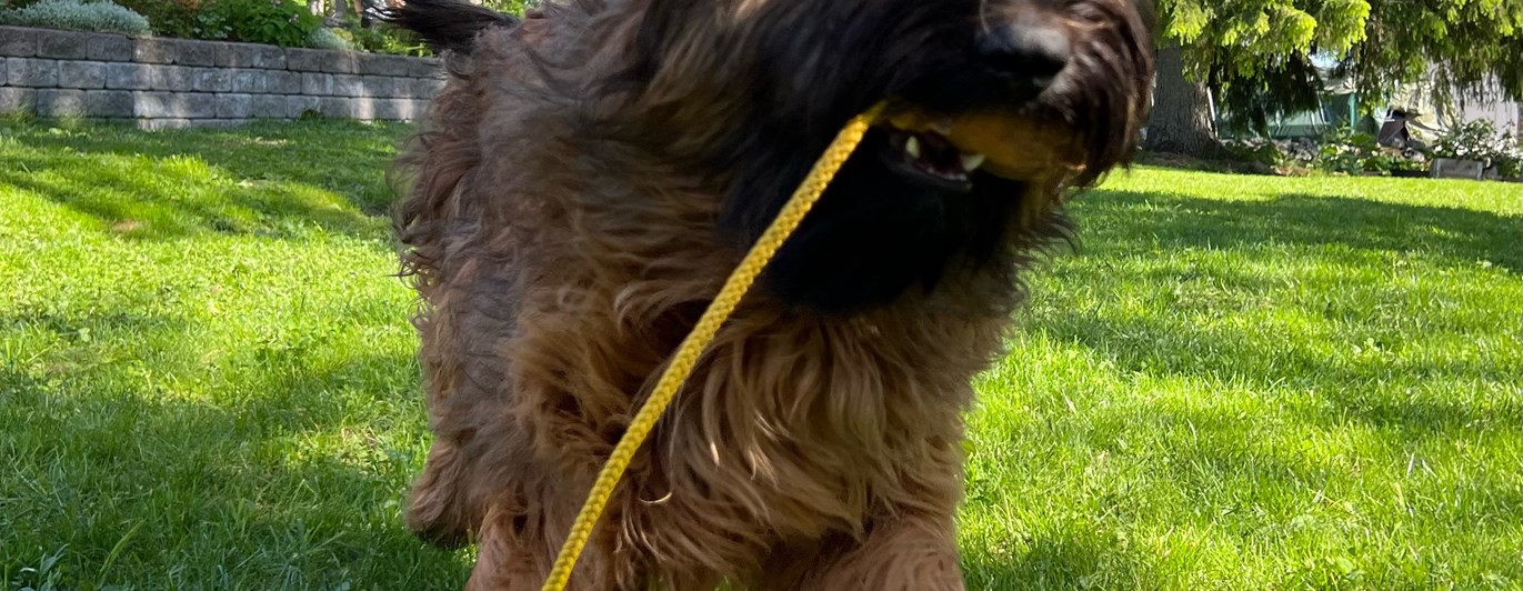 Briard Vixx leker med snöre på gräs, fotograf Lenita Lingman