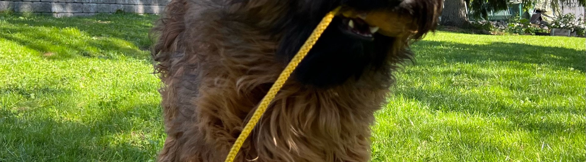 Briard Vixx leker med snöre på gräs, fotograf Lenita Lingman