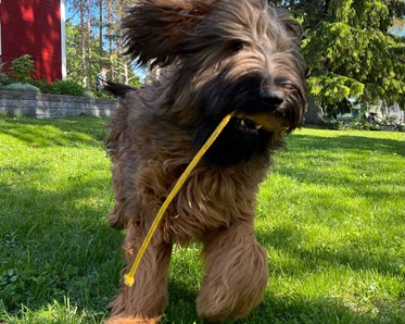 Briard Vixx leker med snöre på gräs, fotograf Lenita Lingman