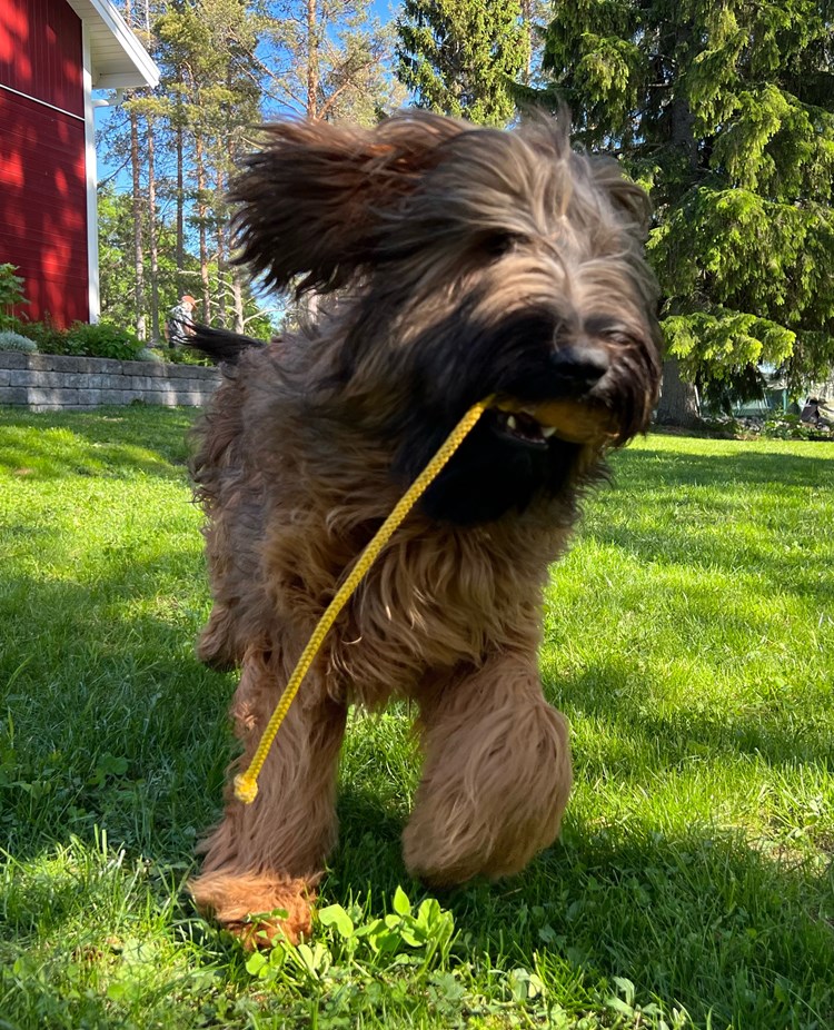 Briard Vixx leker med snöre på gräs, fotograf Lenita Lingman
