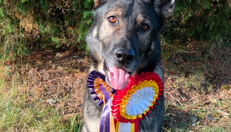 Årets Hund 2025 Jönköpings Brukshundklubb