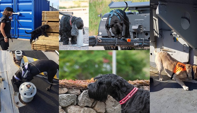 Bild på hundar specialsök