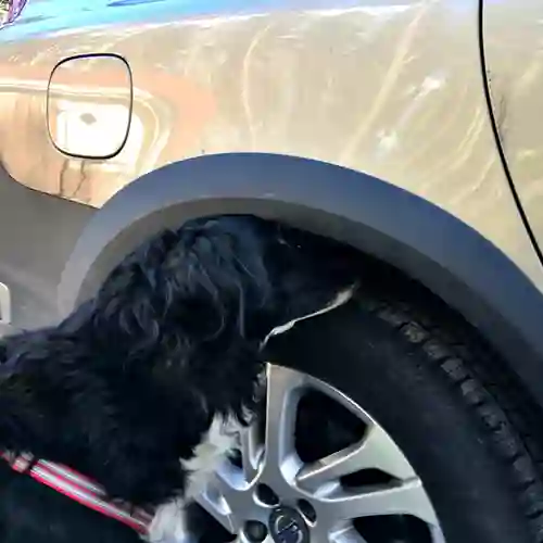 Hund som nosar på ett bildäck.
