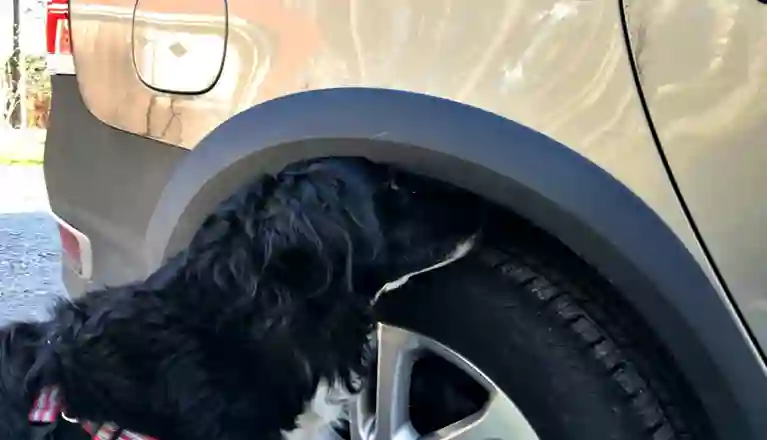 Hund som nosar på ett bildäck.