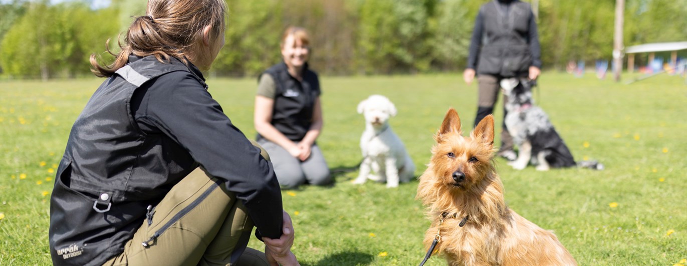 Australisk terrier som tittar in i kameran med sin matte bredvid sig