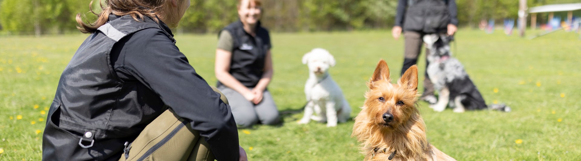 Australisk terrier som tittar in i kameran med sin matte bredvid sig