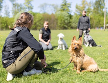 Australisk terrier som tittar in i kameran med sin matte bredvid sig