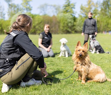 Australisk terrier som tittar in i kameran med sin matte bredvid sig