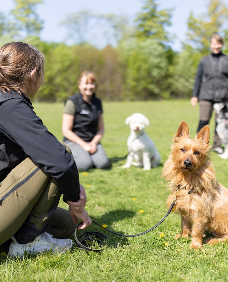 Australisk terrier som tittar in i kameran med sin matte bredvid sig