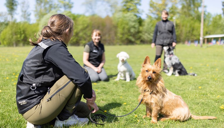Australisk terrier som tittar in i kameran med sin matte bredvid sig