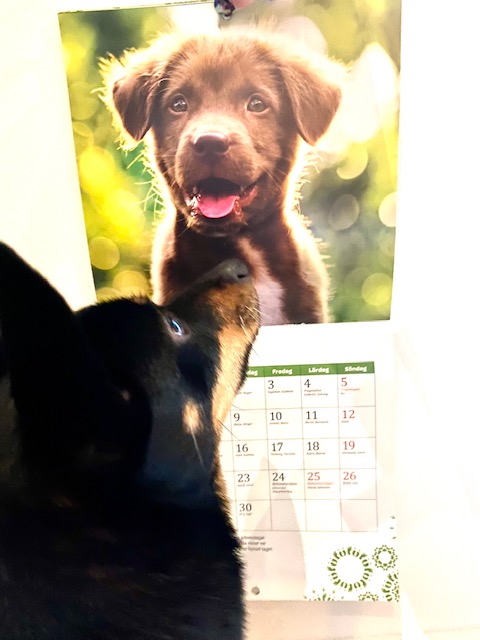 En liten svart hund som tittar på en kalender.