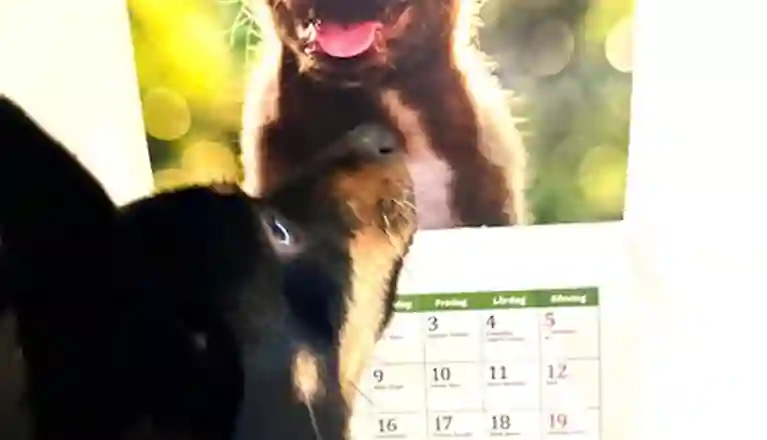 En liten svart hund som tittar på en kalender.