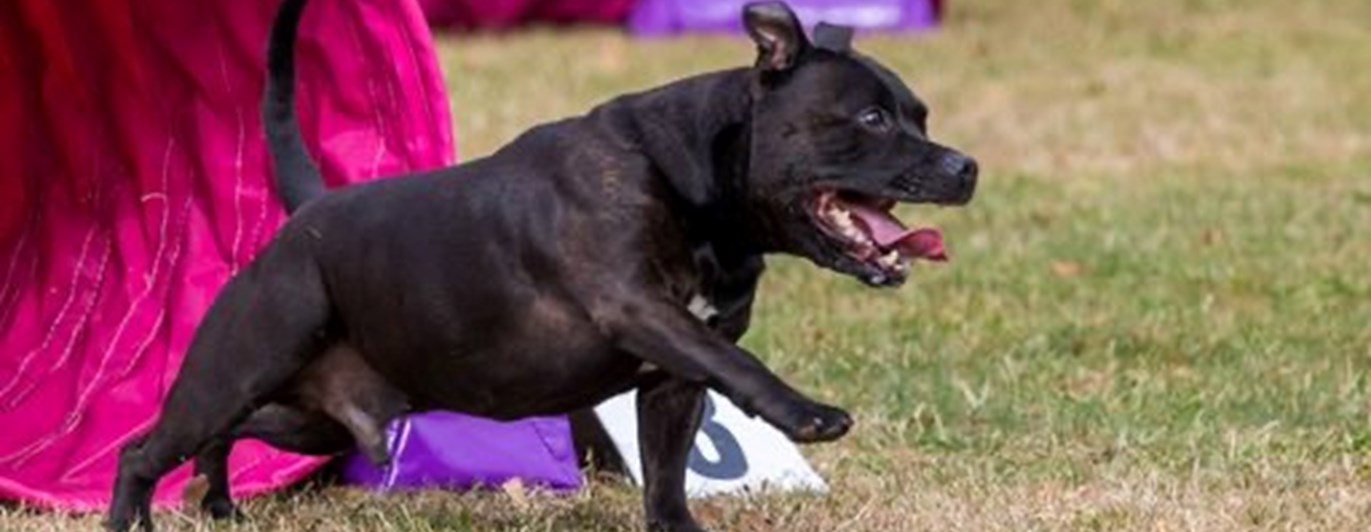 hund springer ut ur agilitytunnel