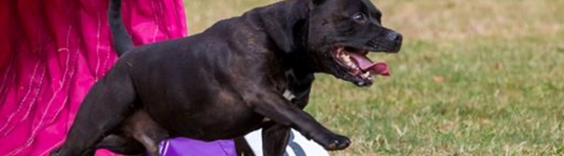 hund springer ut ur agilitytunnel