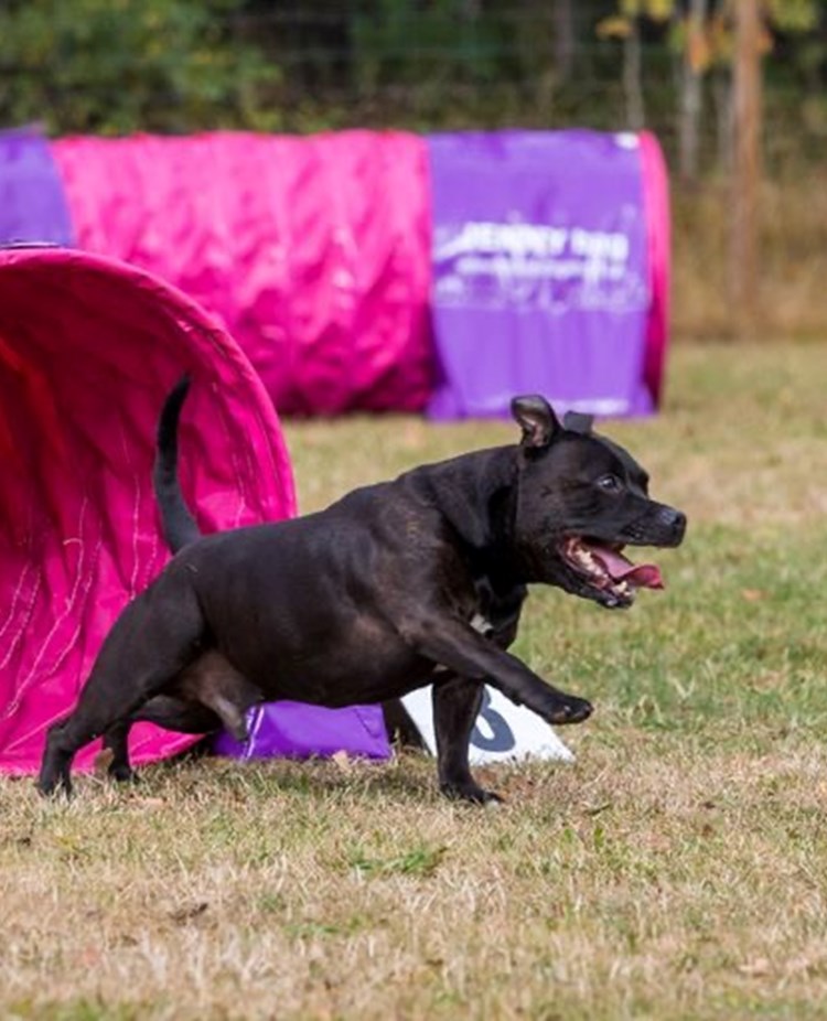 hund springer ut ur agilitytunnel