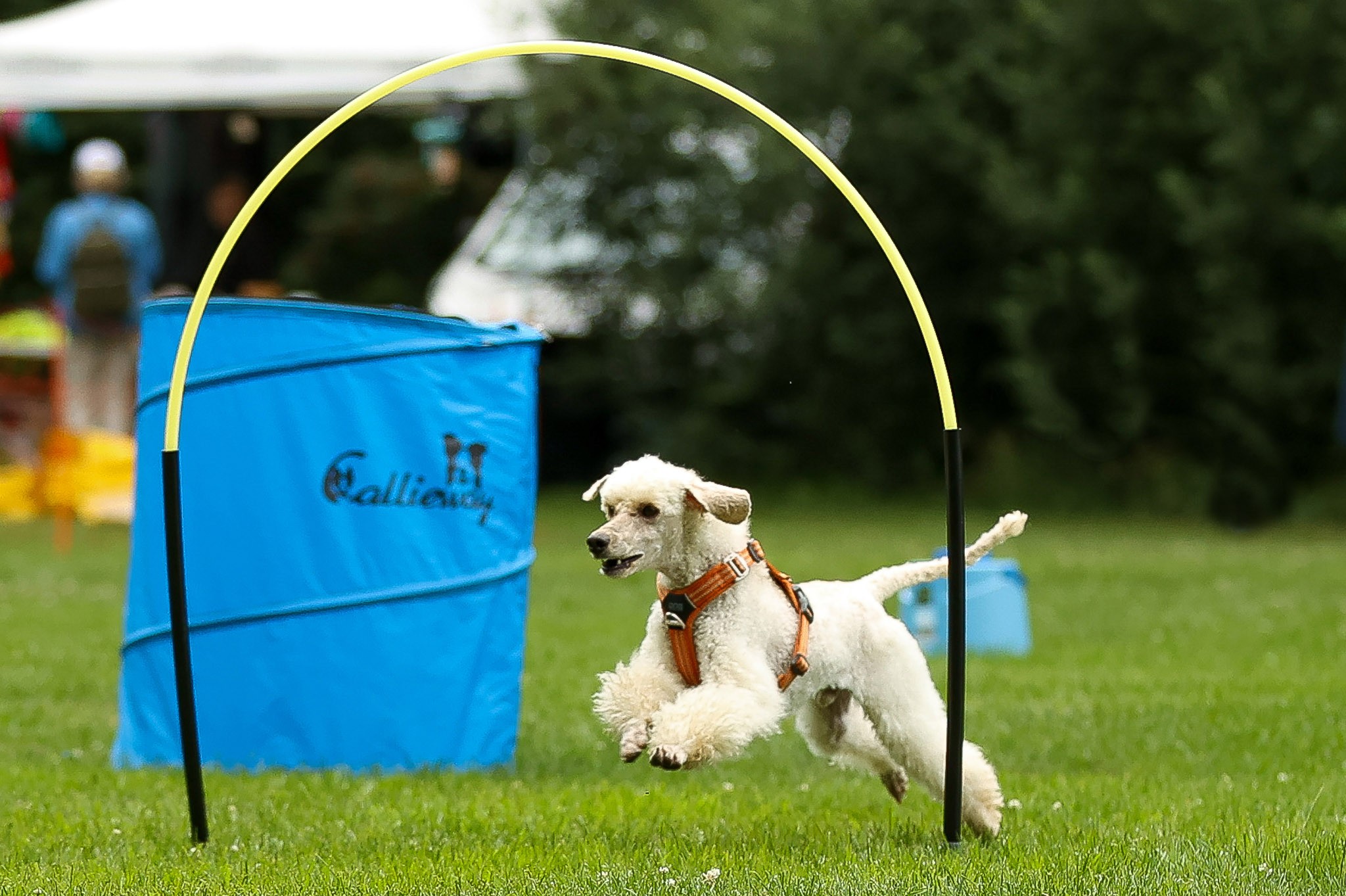 Vit pudel springer genom Hoopers båge