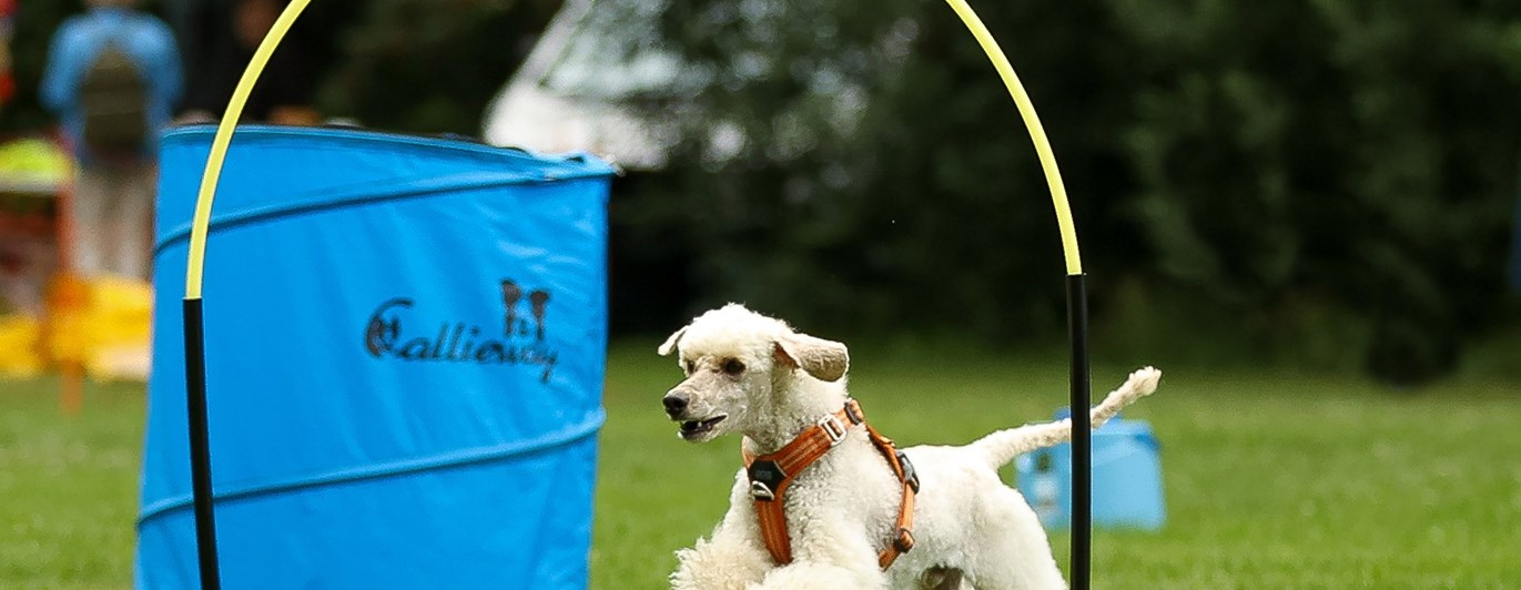 Vit pudel springer genom Hoopers båge