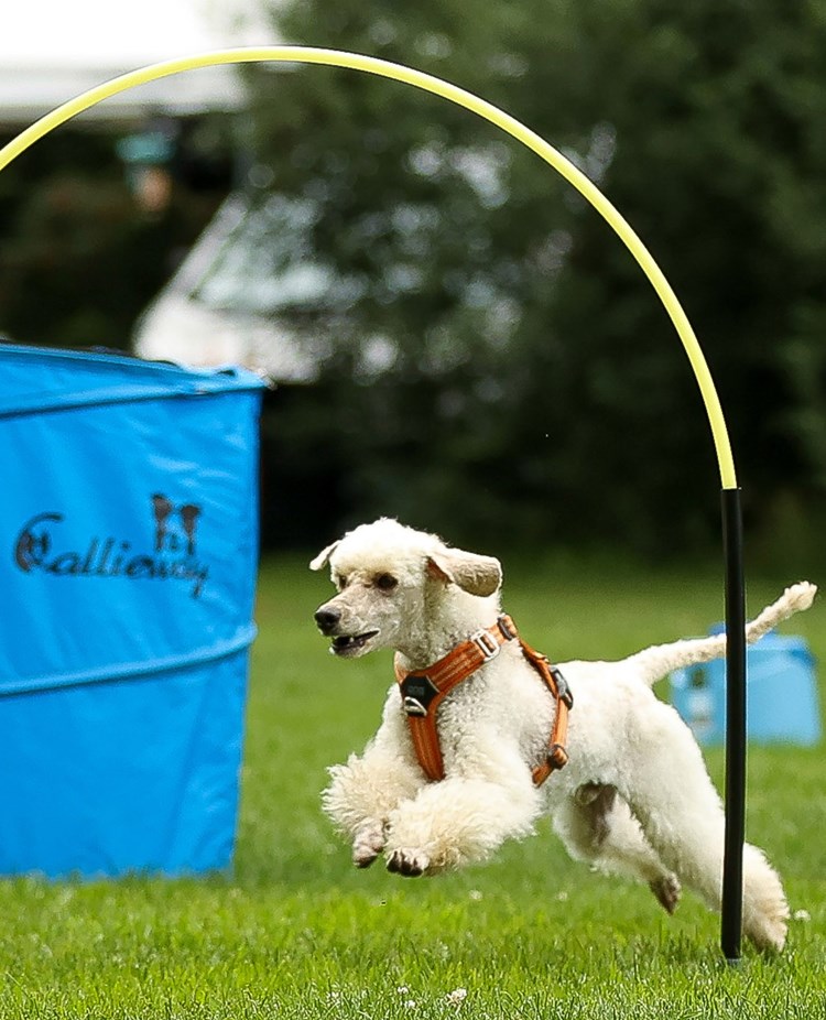 Vit pudel springer genom Hoopers båge