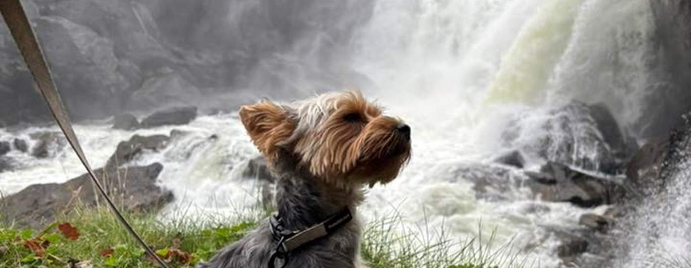 Yorkshireterrier