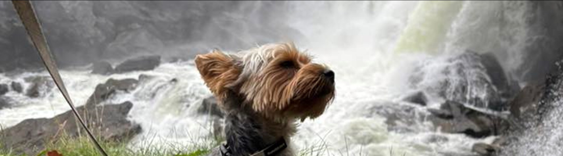Yorkshireterrier