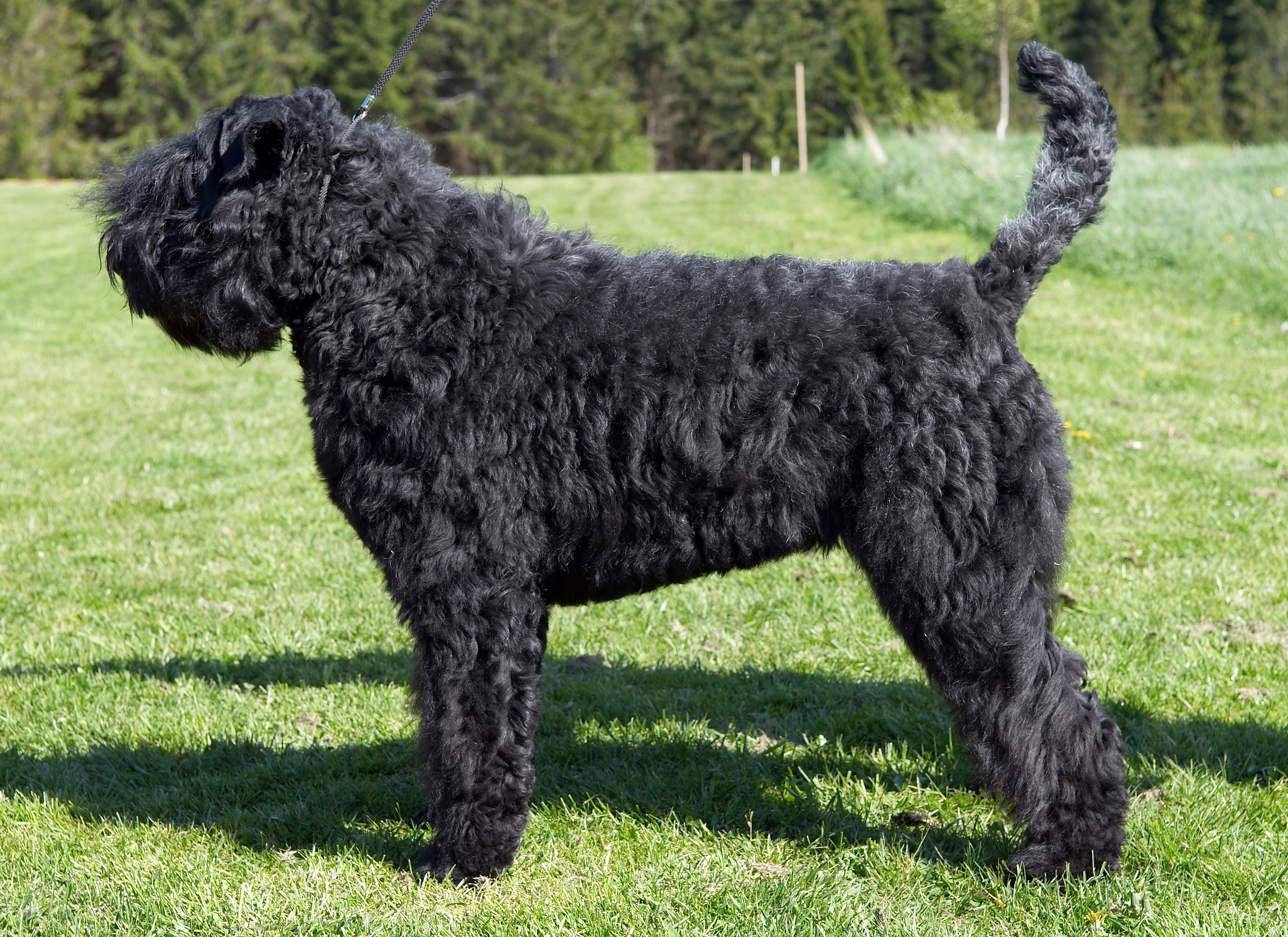 Bouvier des flandres i profil som står på en gräsmatta