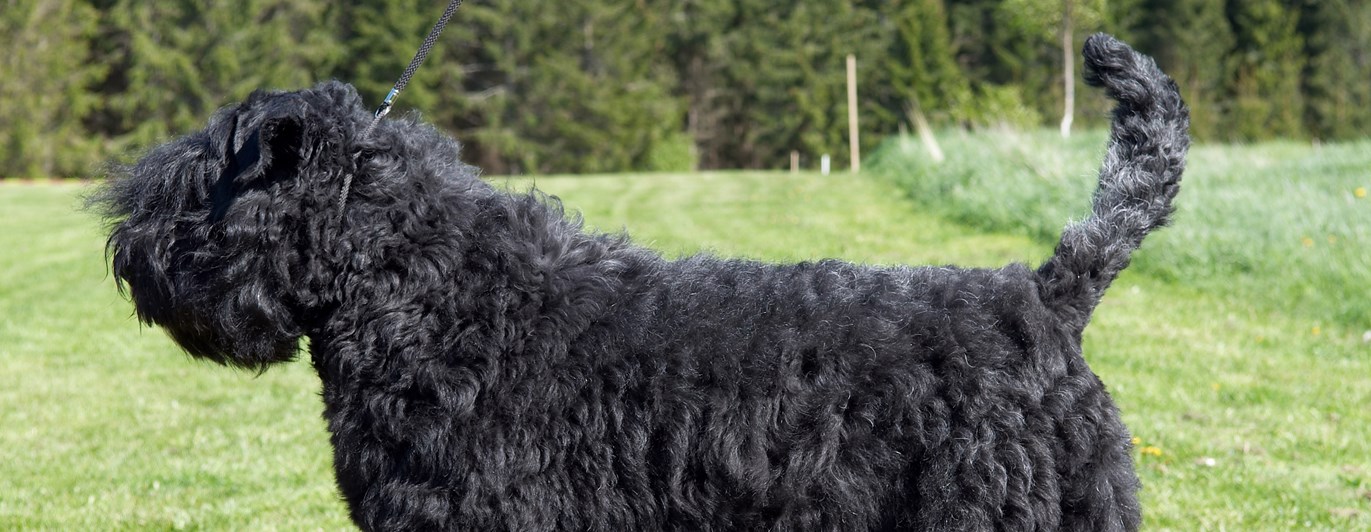 Bouvier des flandres i profil som står på en gräsmatta