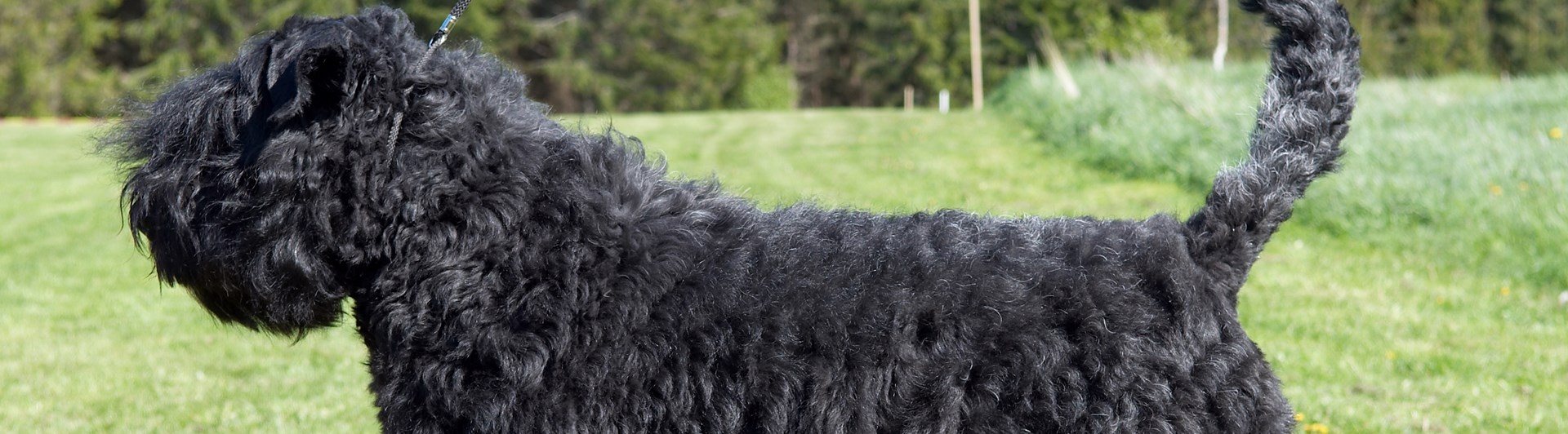 Bouvier des flandres i profil som står på en gräsmatta
