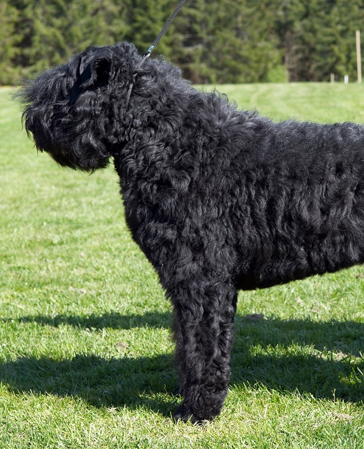 Bouvier des flandres i profil som står på en gräsmatta