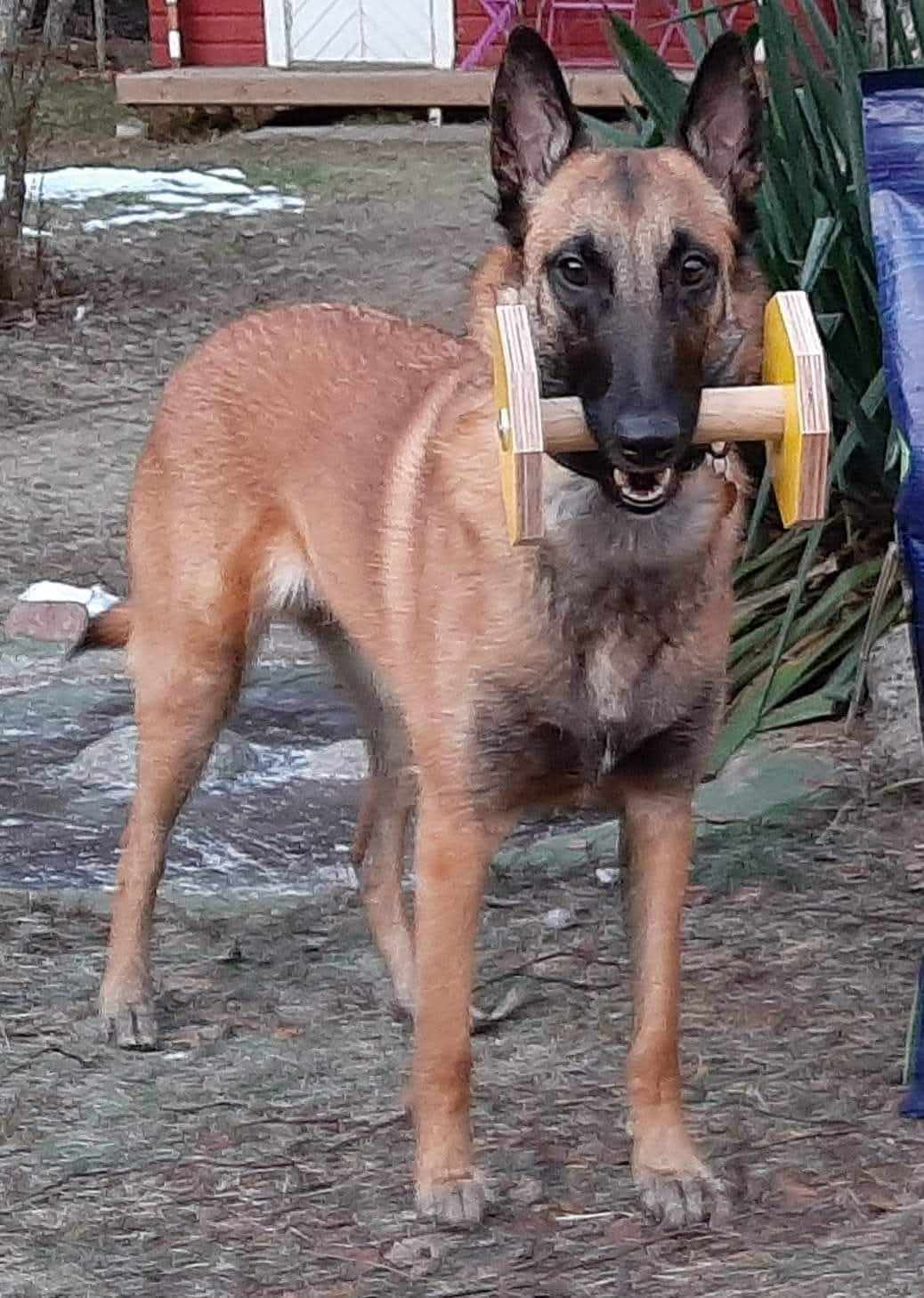 Hund med apport i munnen