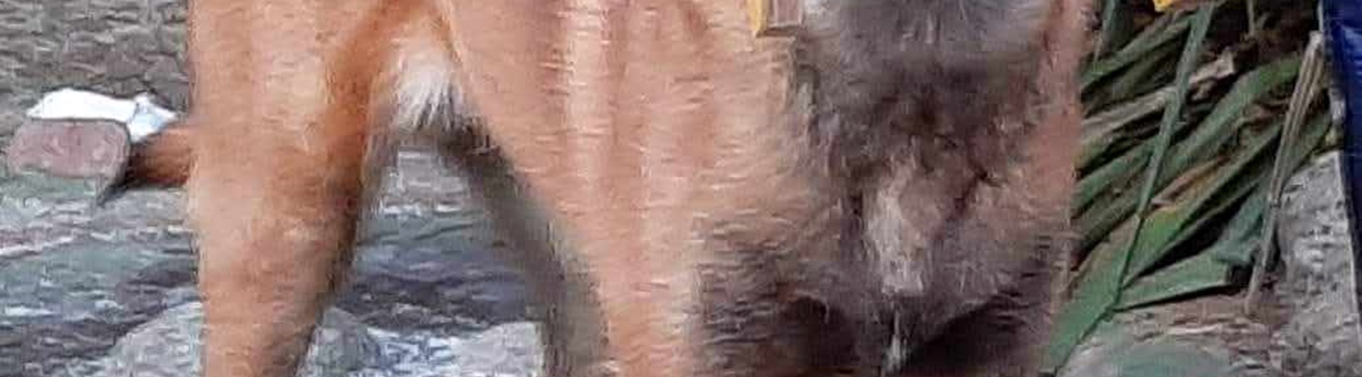 Hund med apport i munnen