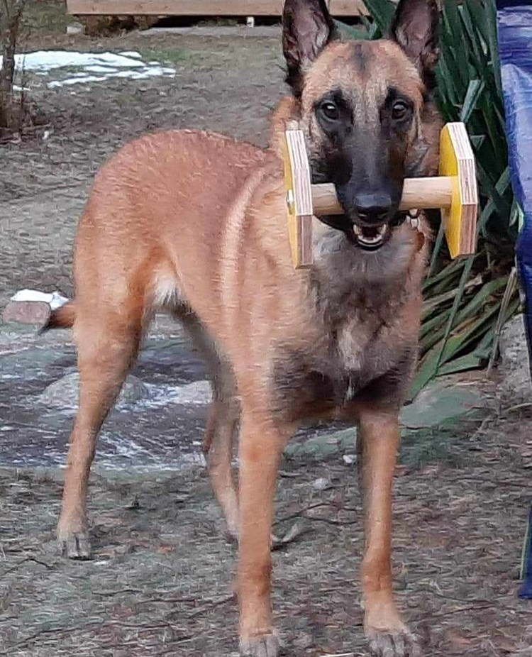Hund med apport i munnen