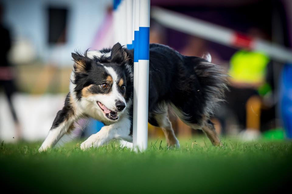 Hund på agilitytävling i slalommomentet