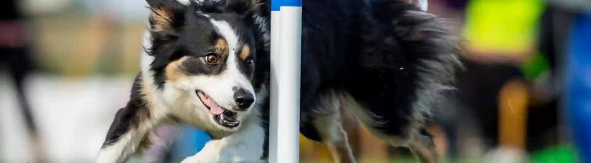 Hund på agilitytävling i slalommomentet