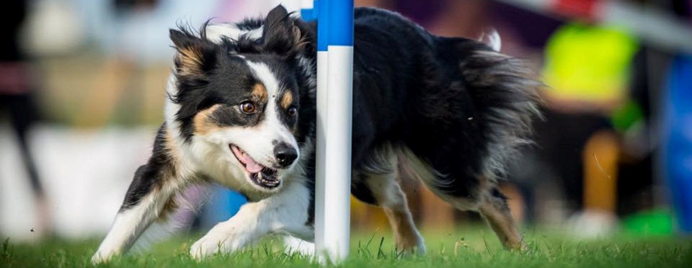 Hund på agilitytävling i slalommomentet