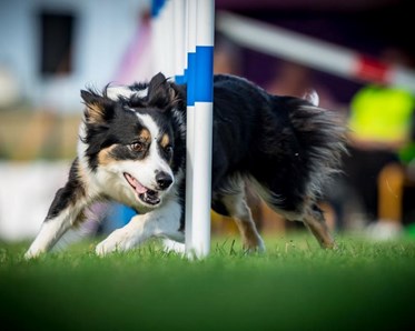 Hund på agilitytävling i slalommomentet