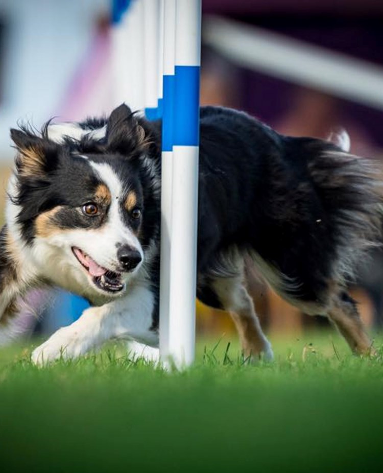 Hund på agilitytävling i slalommomentet