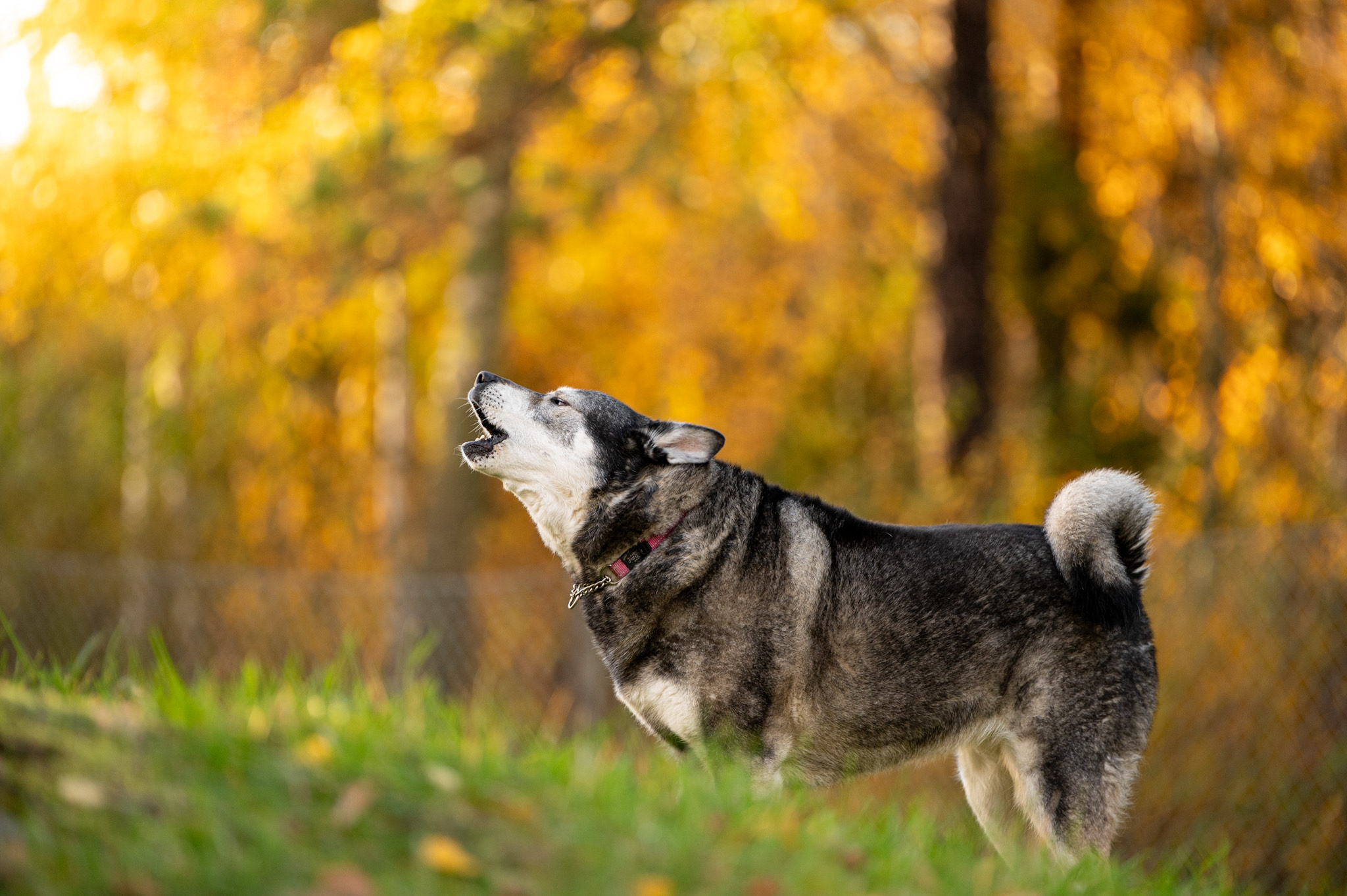 Jämthund Östhammars bk