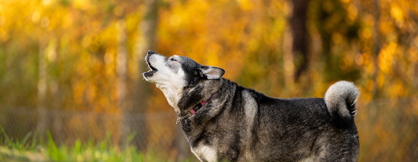 Jämthund Östhammars bk