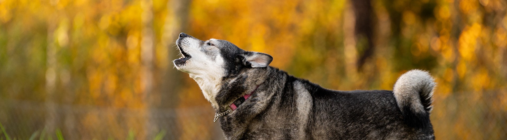 Jämthund Östhammars bk
