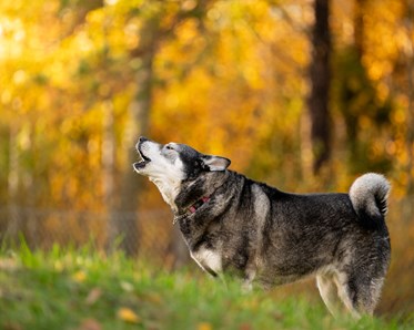 Jämthund Östhammars bk