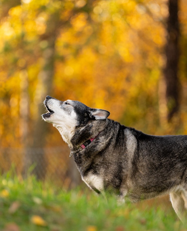 Jämthund Östhammars bk