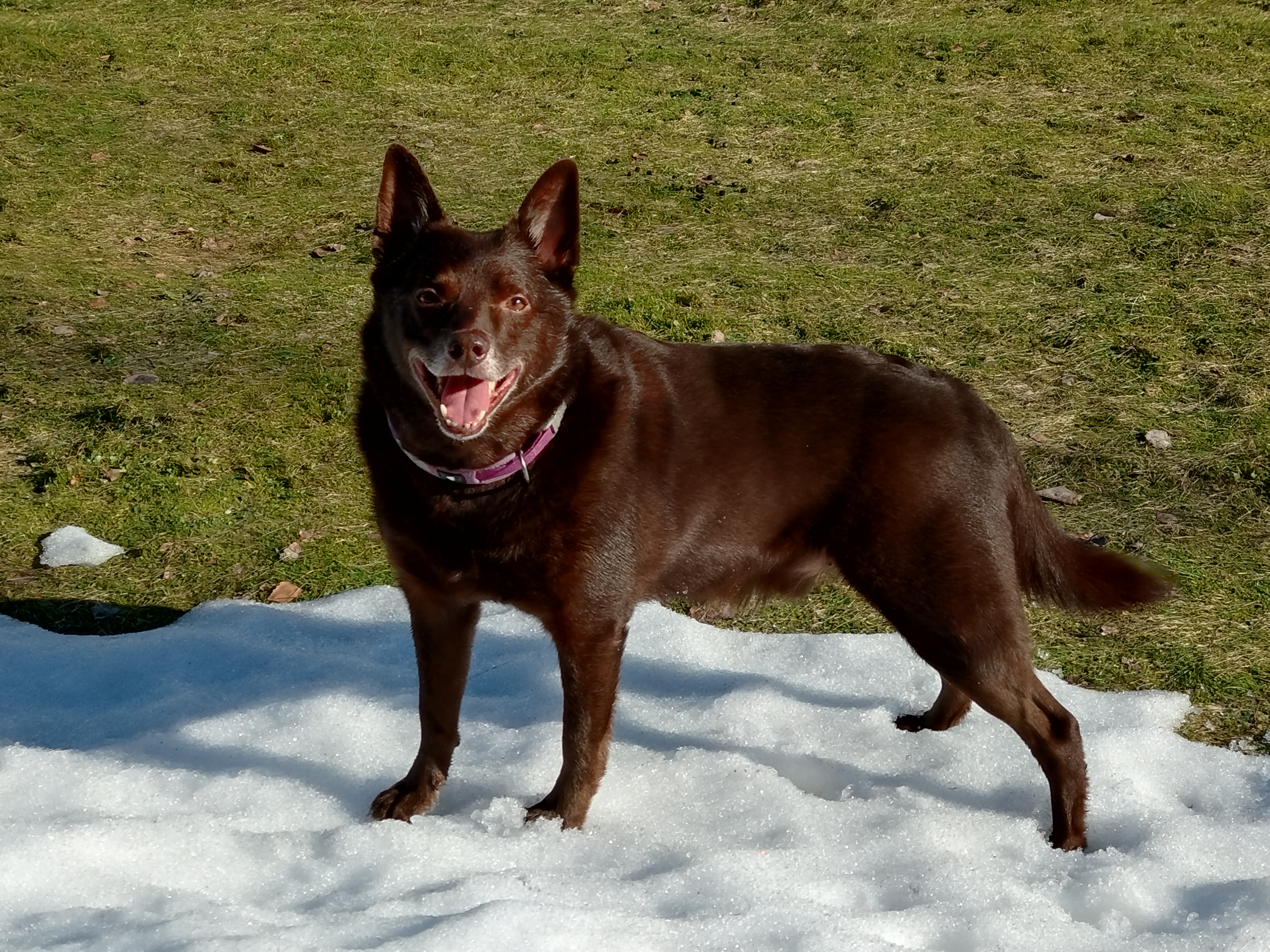 Chokladbrun Australisk kelpie som står i snöhög 
