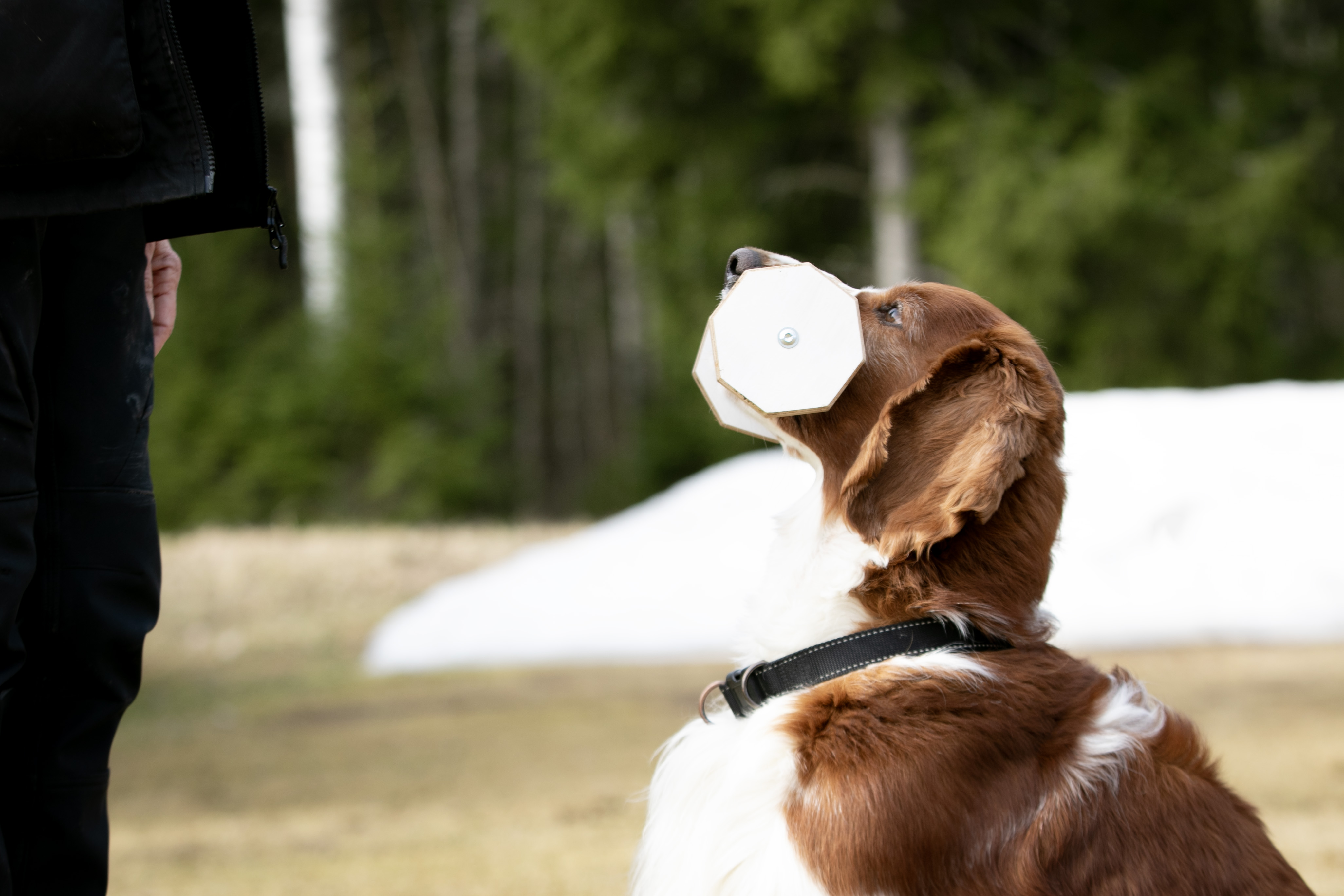 Tjifen håller i apportbock