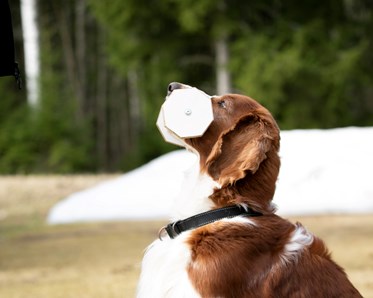 Tjifen håller i apportbock