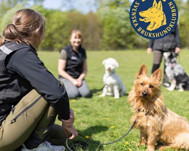 Bild på vår interaktiva broschyr om Brukshundklubben