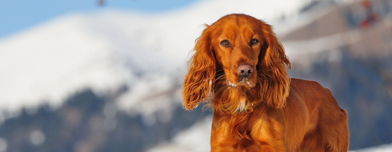 Hund som står i ett vinterlandskap