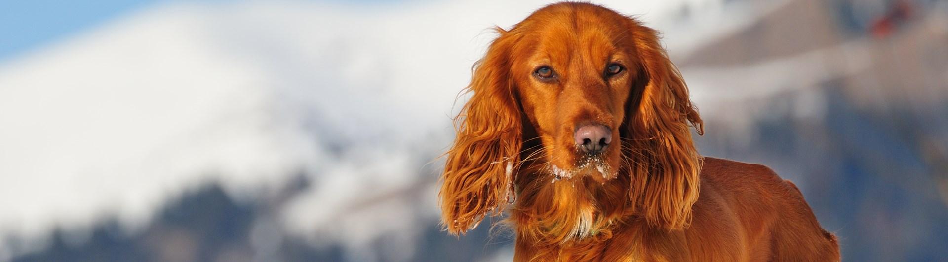 Hund som står i ett vinterlandskap