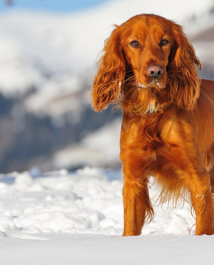 Hund som står i ett vinterlandskap