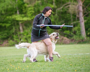 Hund går slalom mellan sin människas ben